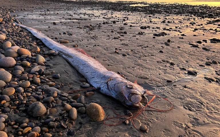 ކެލިފޯނިއާގެ އެންސިނިޓާސްގެ ގޮނޑުދޮށަށް 10 ފޫޓުގެ މަހެއް ލައްގައިފި!