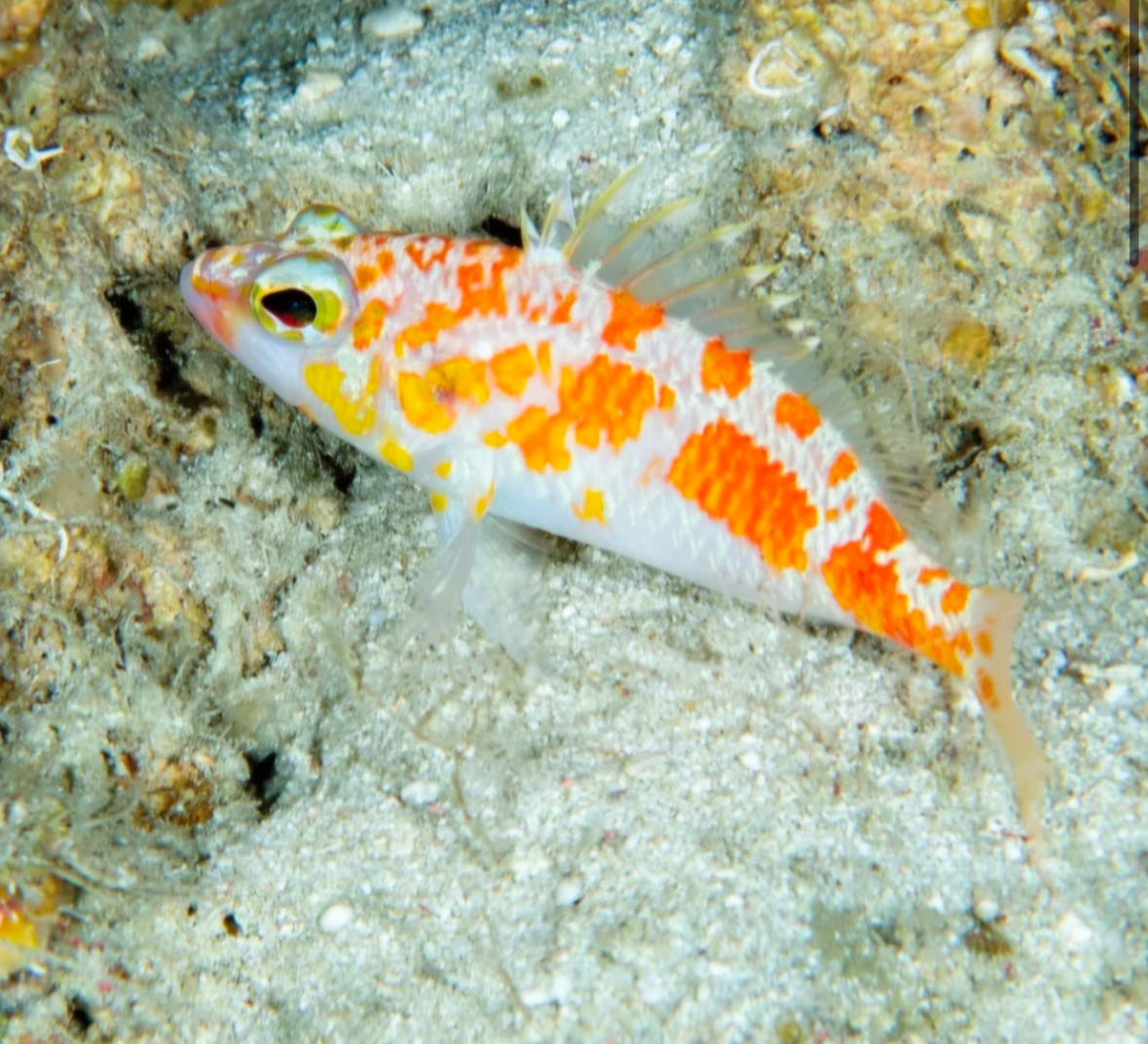 ރާއްޖެއިން އައު ވައްތަރެއްގެ މަހެއް ފެނިއްޖެ