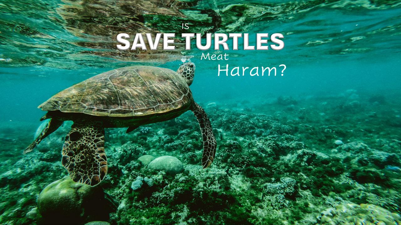 ވެލާމަސް ކެއުން ޙަރާމްތަ؟