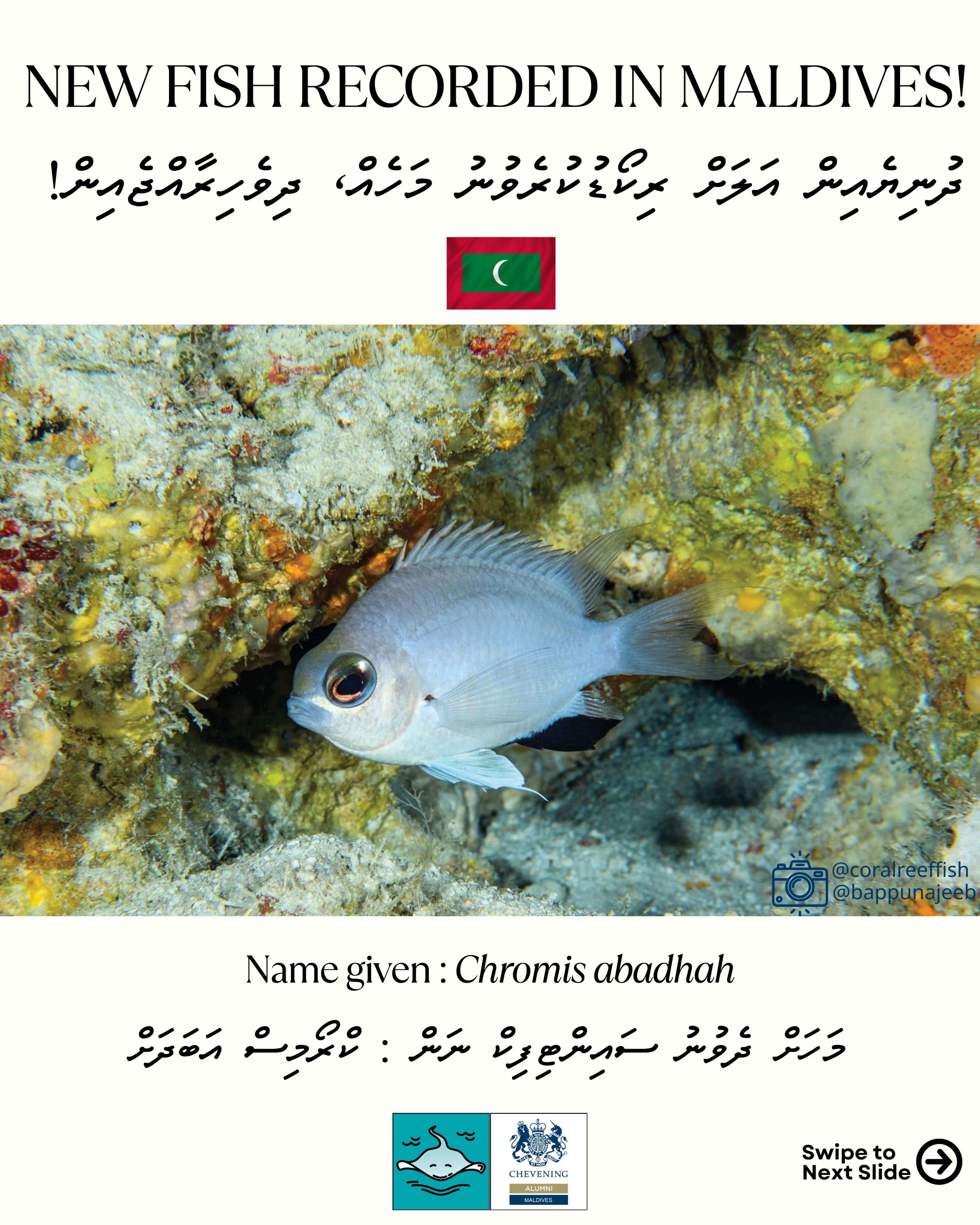 ދުނިޔެއިން އަލަށް ރިކޯޑުކުރެވުނު މަހެއް، ދިވެހިރާއްޖެއިން! 🇲🇻