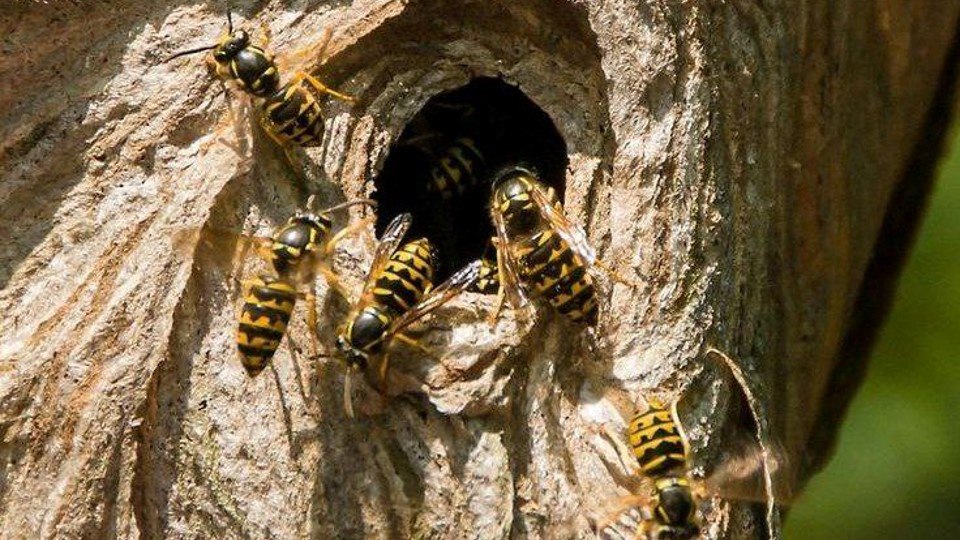 ދެ ފަހަރު އެއް ހޮރަކުން ކަށި ޖެހިޔަދީގެންނުވާނެއެވެ.