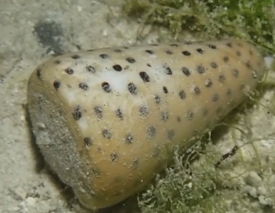 ރަސްފަންނުން ވިހަގަދަ ކޯންސްނެއިލް ފެންނާތީ ސަމާލުވާން އެދިއްޖެ!